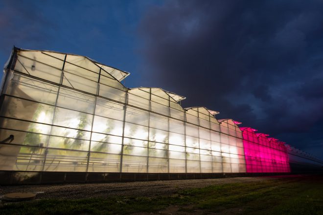 Green house lit up at night