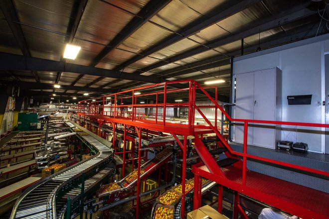 View of complex network of conveyor carrying tomatoes in the packing facility