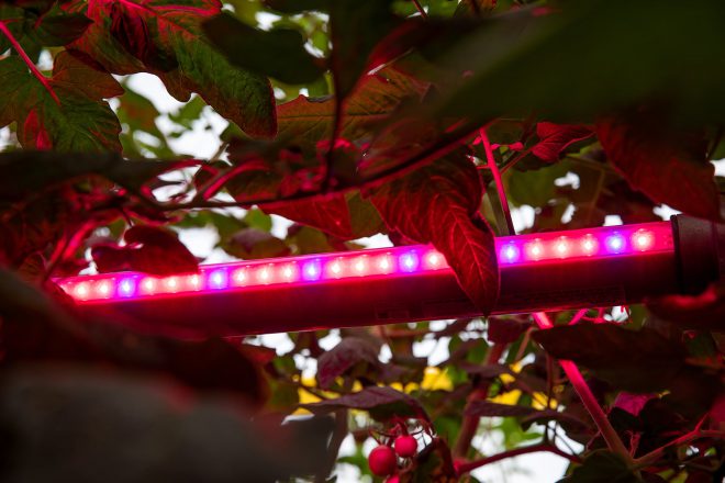 Special lightening in the green house for improved crop growth