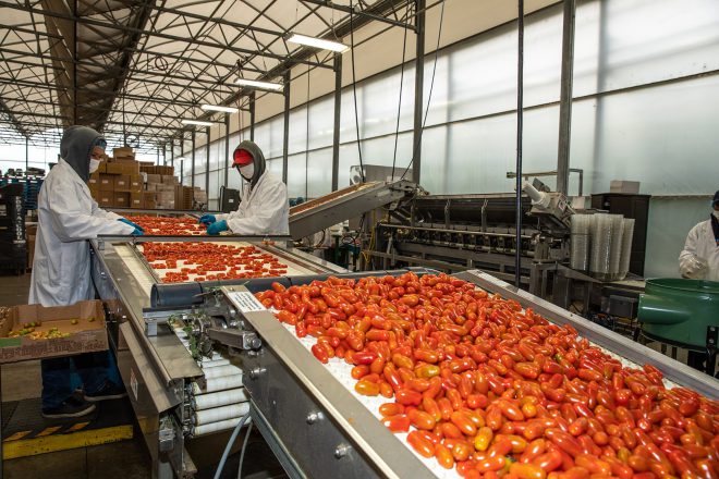 People sorting tomatoes on a conveyor